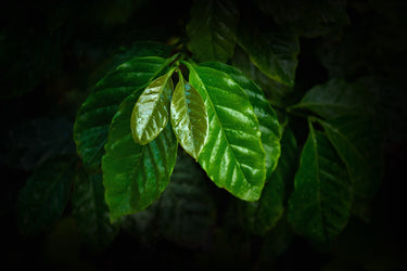 Single Origin Coffee Beans